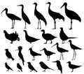 Shorebirds and birds of fields. Silhouettes set Royalty Free Stock Photo